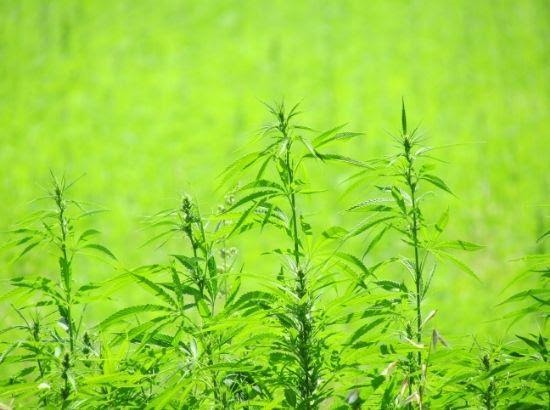 Rise of Hemp in the Indian market